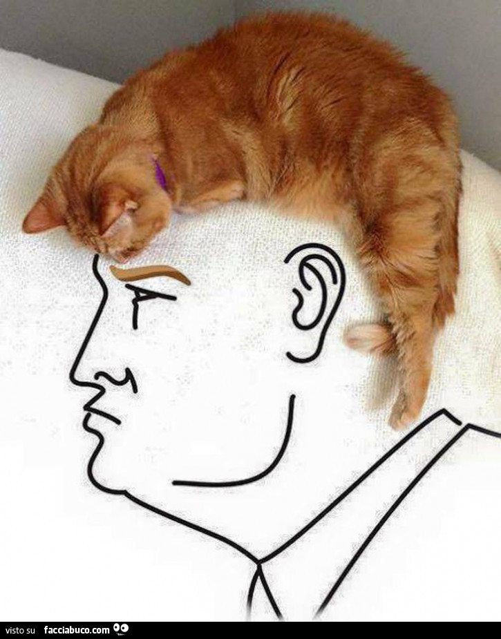 Capelli di Donald Trump con gatto