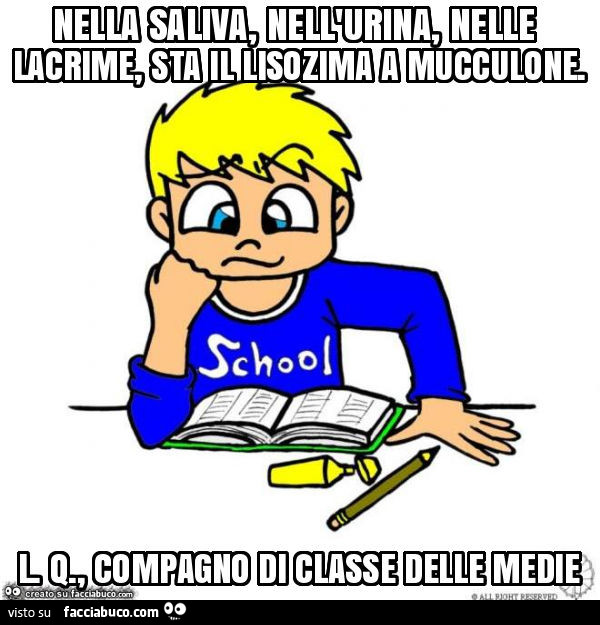 Nella saliva, nell'urina, nelle lacrime, sta il lisozima a mucculone. L. Q. , Compagno di classe delle medie
