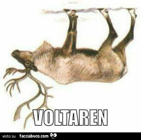 Vaccata