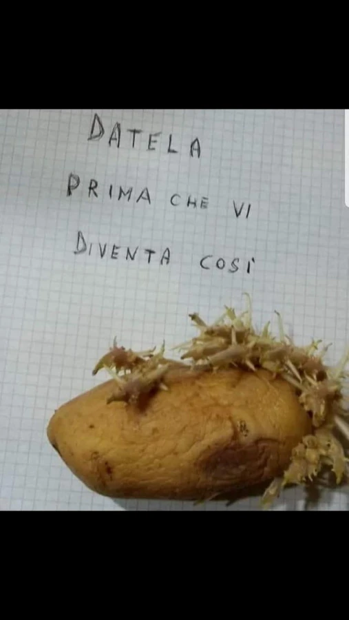 Vaccata