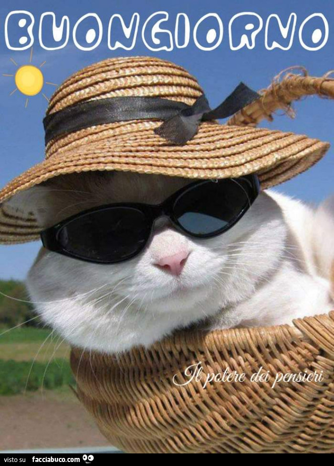 Gatto con occhiali da sole. Buongiorno - Facciabuco.com
