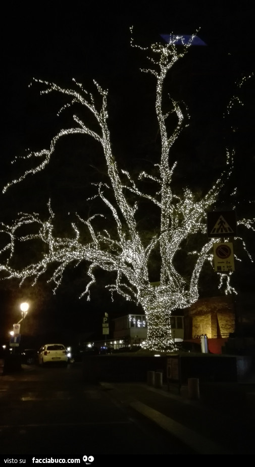 Albero con migliaia di luci natalizie