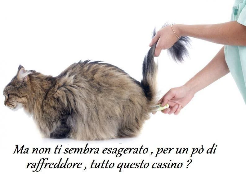 Vaccata