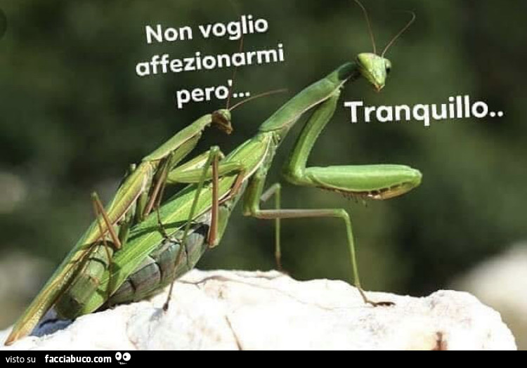 Non voglio affezionarmi però… Tranquillo