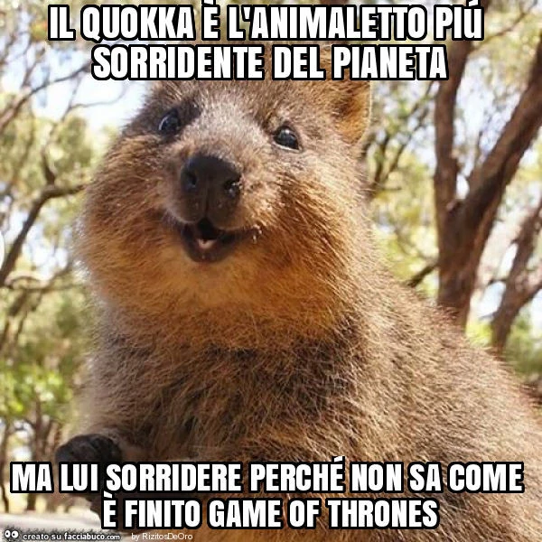 Il quokka è l'animaletto piú sorridente del pianeta ma lui sorridere perché non sa come è finito game of thrones