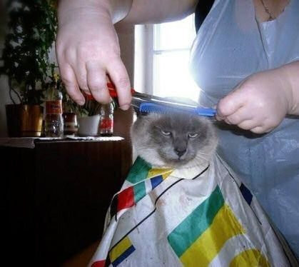 Gatto barbiere