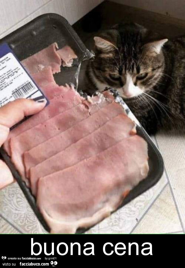 Il gatto morde la confezione di carne. Buona cena