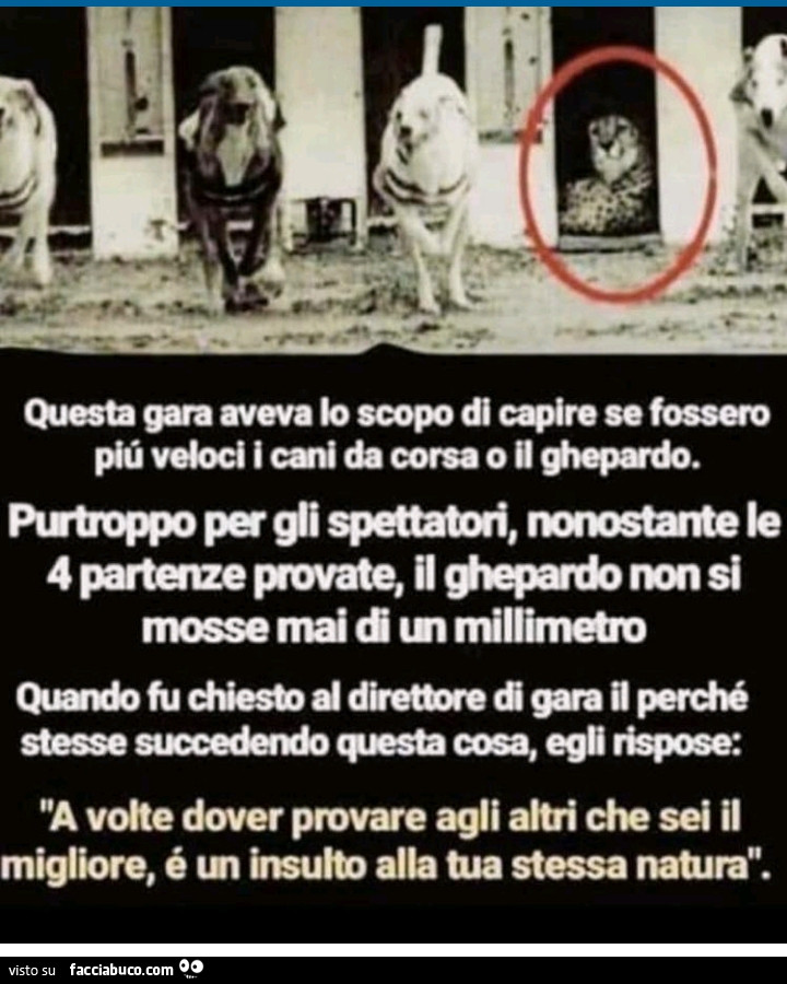 Questa gara aveva lo scopo di capire se fossero più veloci i cani da corsa o il ghepardo