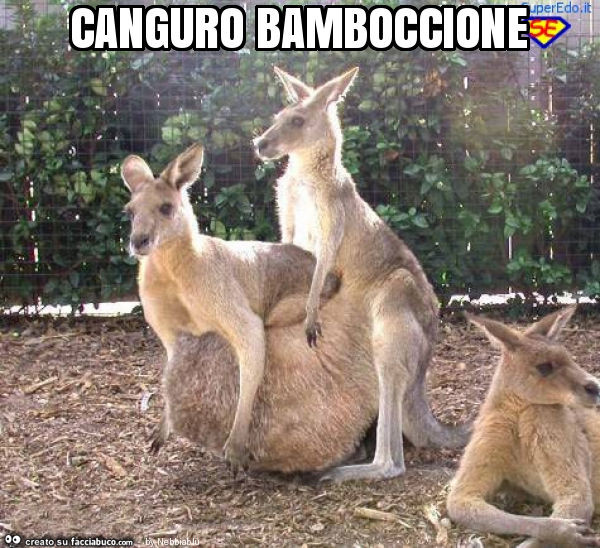 Canguro bamboccione