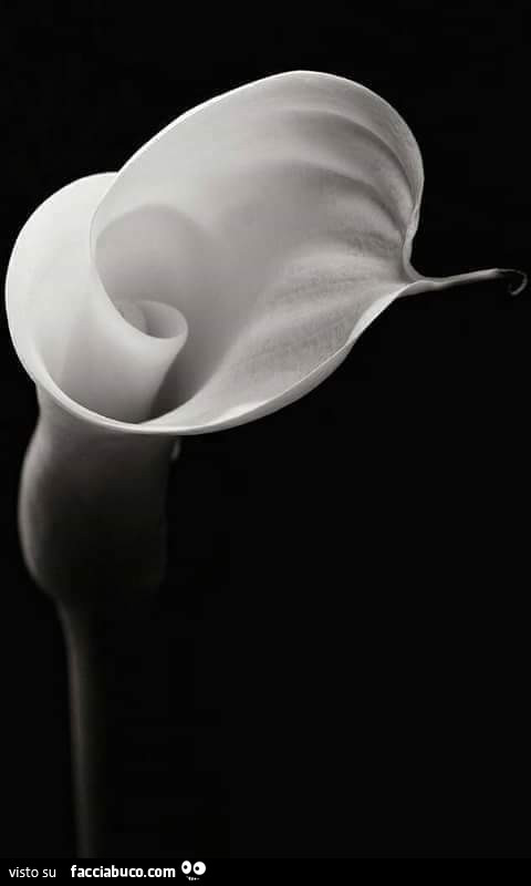 Fiore bianco delicato