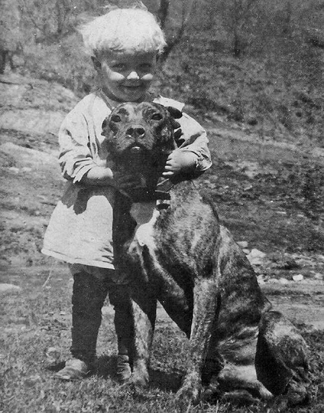 Nel 1800 i pitbull venivano spesso chiamati "Cani Tata" per via del comportamento protettivo che manifestavano verso i bambini