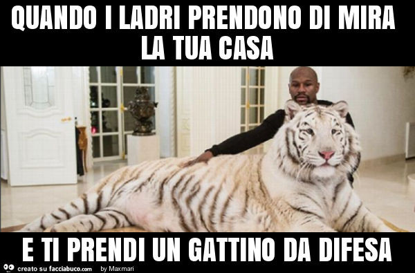 Quando i ladri prendono di mira la tua casa e ti prendi un gattino da difesa