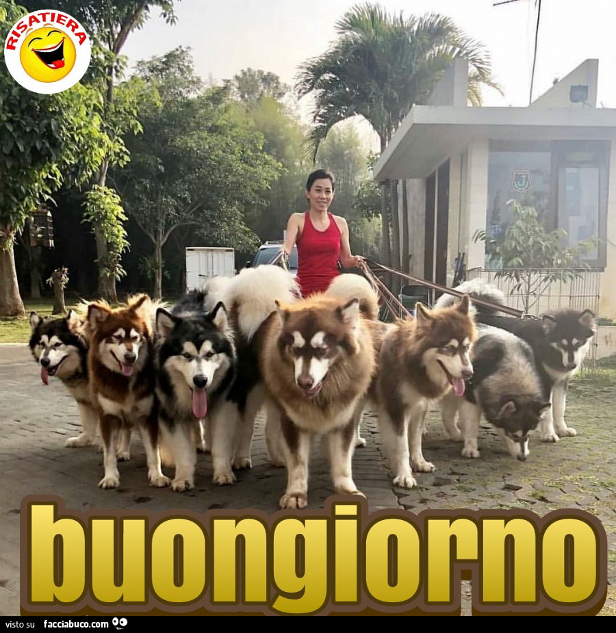 A spasso con tanti cani. Buongiorno