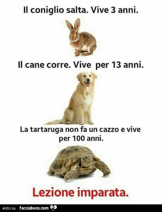 Il coniglio salta. Vive 3 anni. Il cane corre. Vive per 13 anni. La tartaruga non fa un cazzo e vive per 100 anni. Lezione imparata