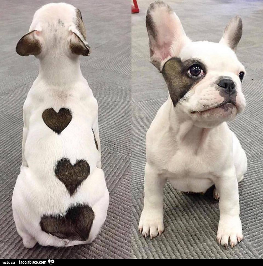 Cagnolino Con Macchie A Forma Di Cuore Facciabuco Com