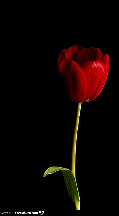 Tulipano rosso su sfondo nero