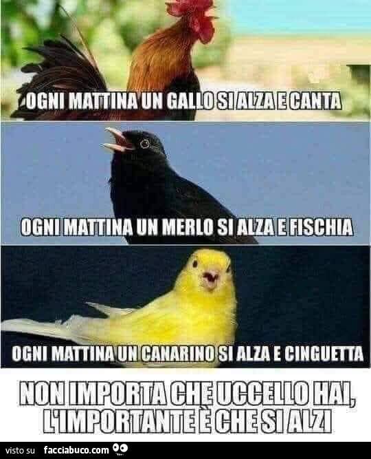 Ogni mattino un gallo si alza e canta 