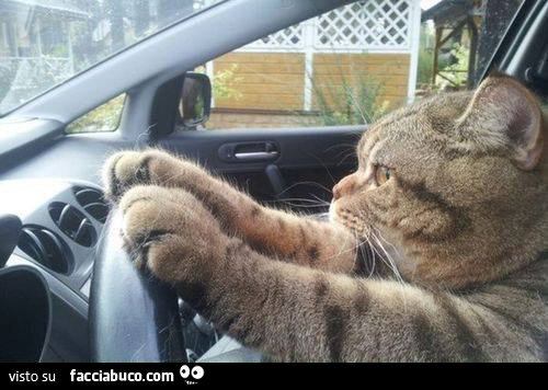 Gatto al volante