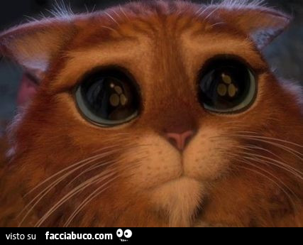 Gatto con gli occhioni grossi