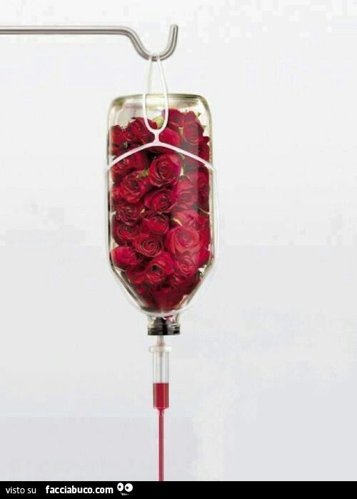 Rose rosse nella flebo