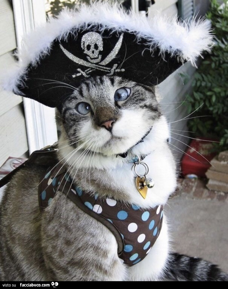 Gatto pirata
