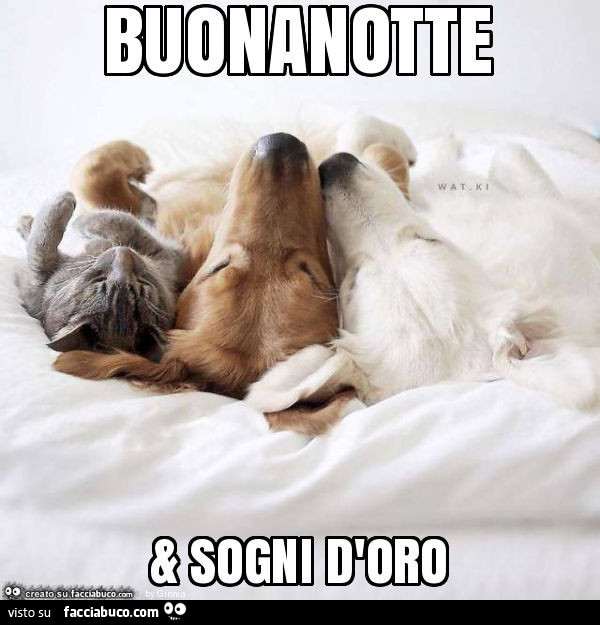 Buonanotte & sogni d'oro