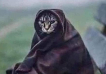 Gatto Jedi