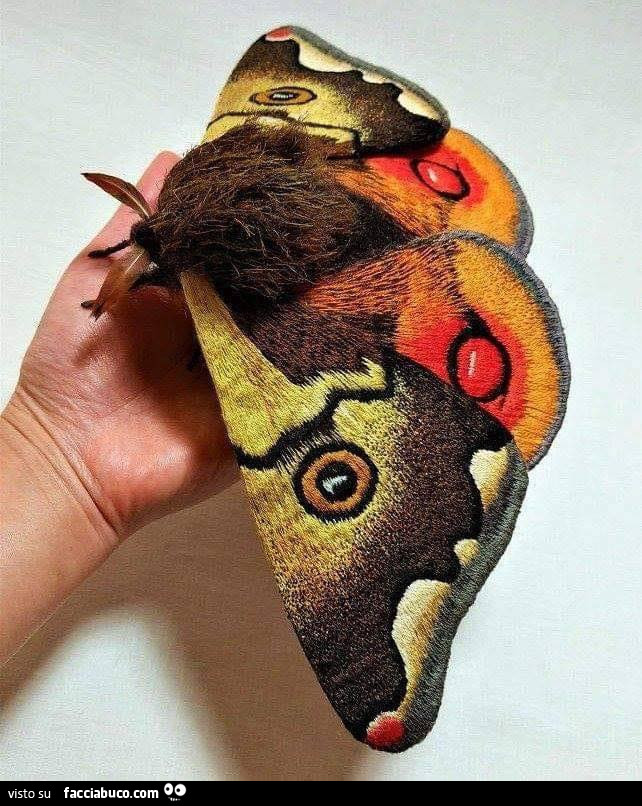 Ecco la falena imperatrice gigante giapponese
