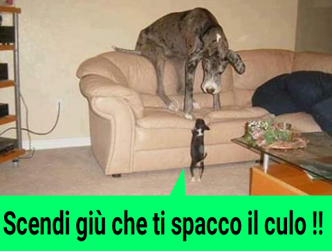Scendi giù che ti spacco il culo