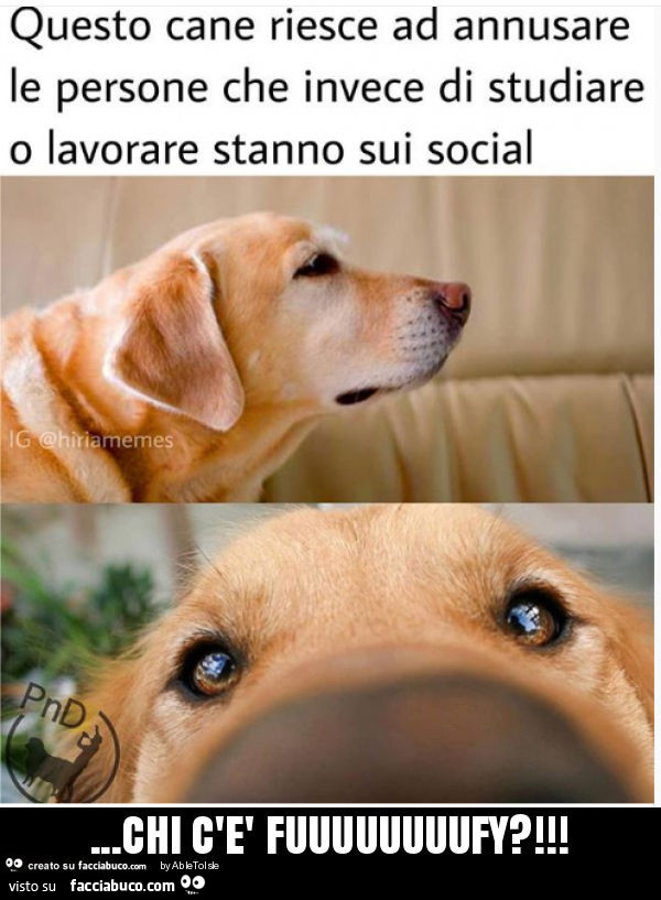 Chi c'è fuuuuuuuufy?