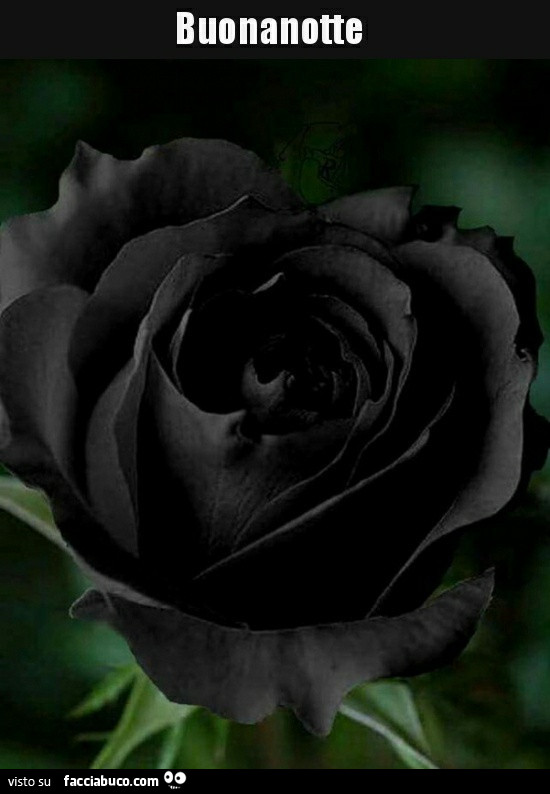 Rosa nera. Buonanotte