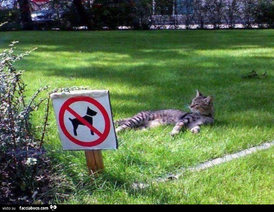 Gatto sdraiato vicino al cartello divieto di cani