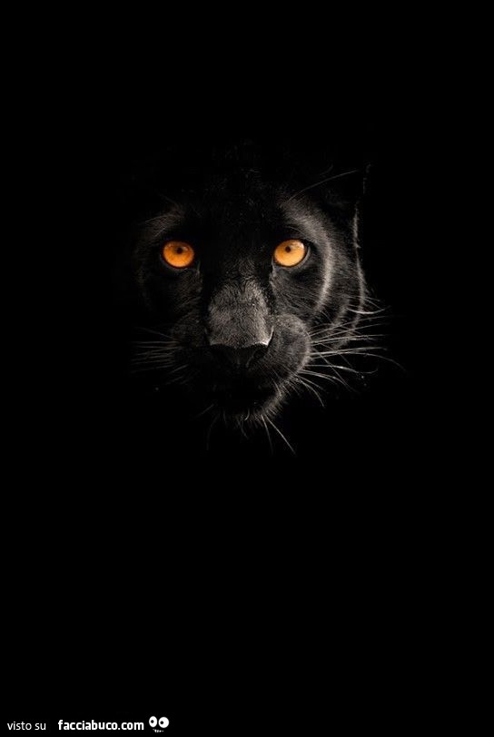 Pantera nera occhi gialli