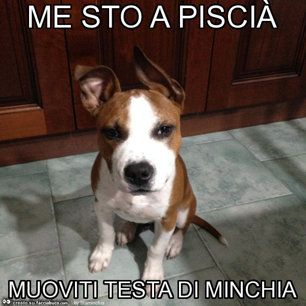 Me sto a piscià muoviti testa di minchia