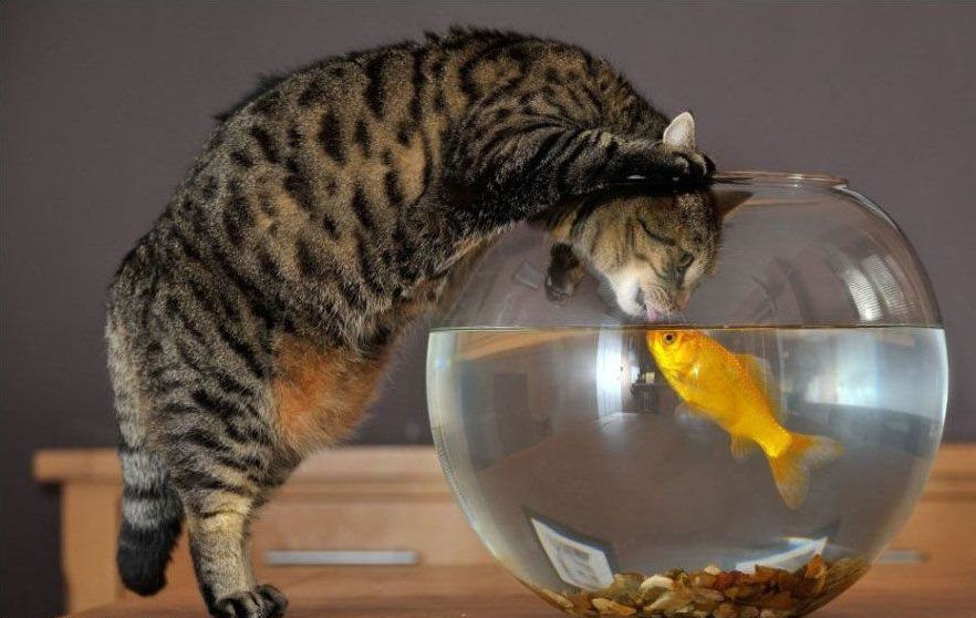 Gatto che bacia pesce in vaso di vetro