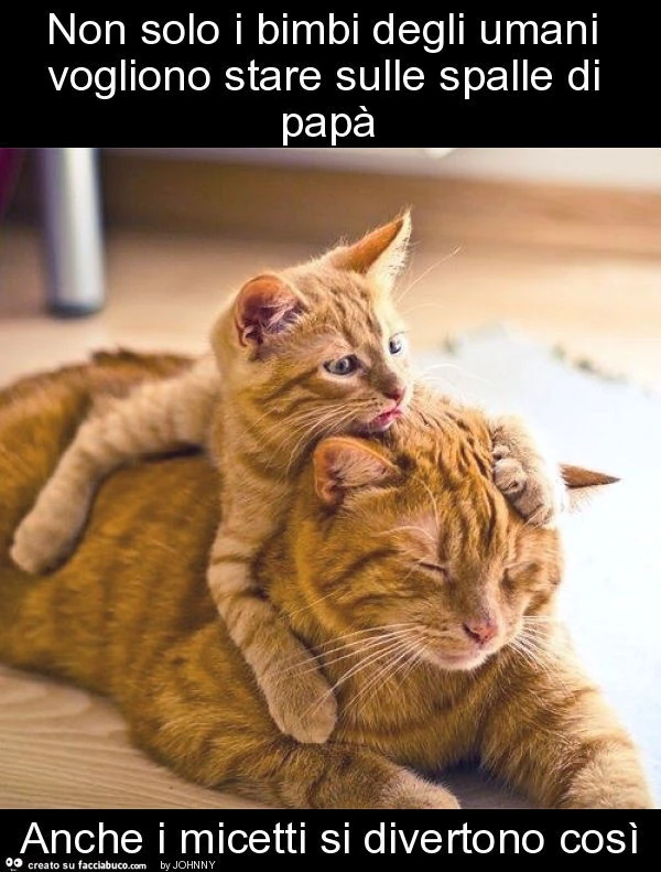 Non solo i bimbi degli umani vogliono stare sulle spalle di papà anche i micetti si divertono così