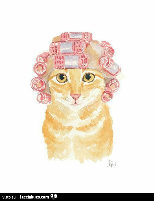 Gatto coi bigodini