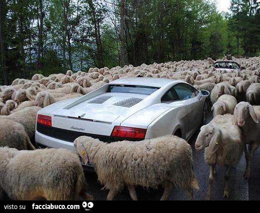 Lamborghini in mezzo alle pecore