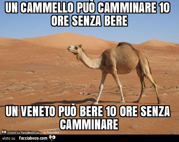 Un cammello può camminare 10 ore senza bere un veneto può bere 10 ore senza camminare