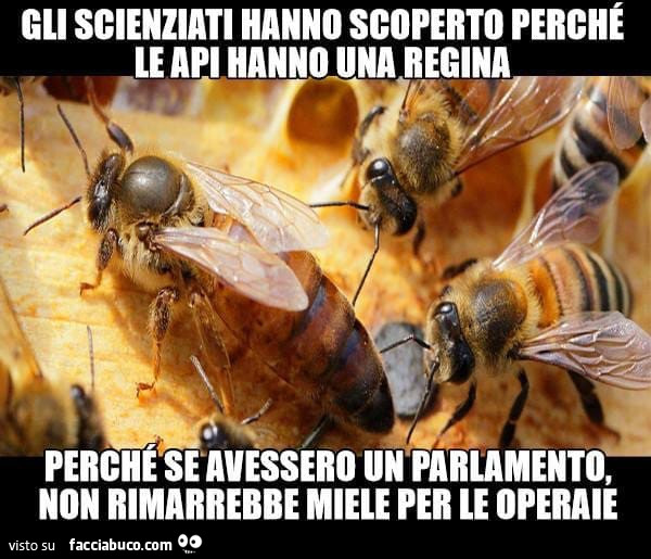 Gli scienziati hanno scoperto perché le api hanno una regina. Perché se avessero un parlamento, non rimarrebbe miele per le operaie