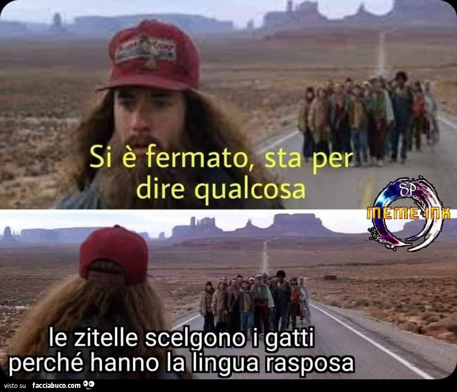Si è fermato, sta dire qualcosa: le zitelle scelgono i gatti perché hanno la lingua rasposa