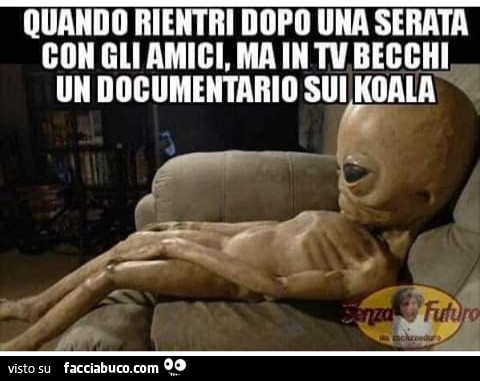 Quando rientri dopo una serata con gli amici ma in tv becchi un documentario sui koala
