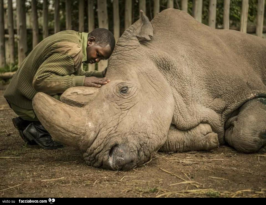 Sudan, ultimo rinoceronte bianco settentrionale maschio rimasto sulla Terra, muore. 19 marzo 2018 Non è per l'avorio, era in una riserva e gli è stata fatta l'eutanasia xkè stava troppo male. La razza non è estinta, sono rimaste 2 femmine nella