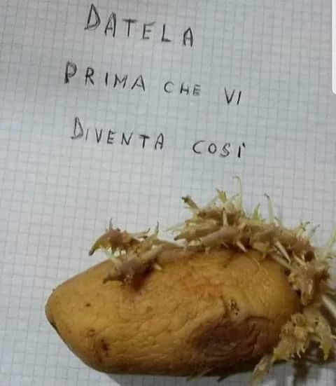 Vaccata