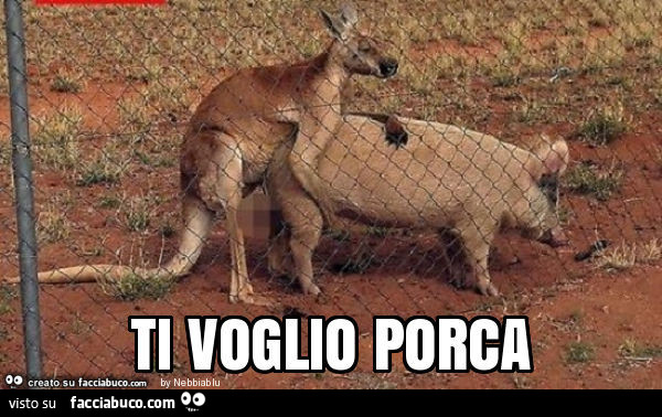 Canguro con maiale. Ti voglio porca