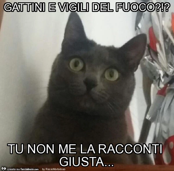 Gattini e vigili del fuoco?!? Tu non me la racconti giusta