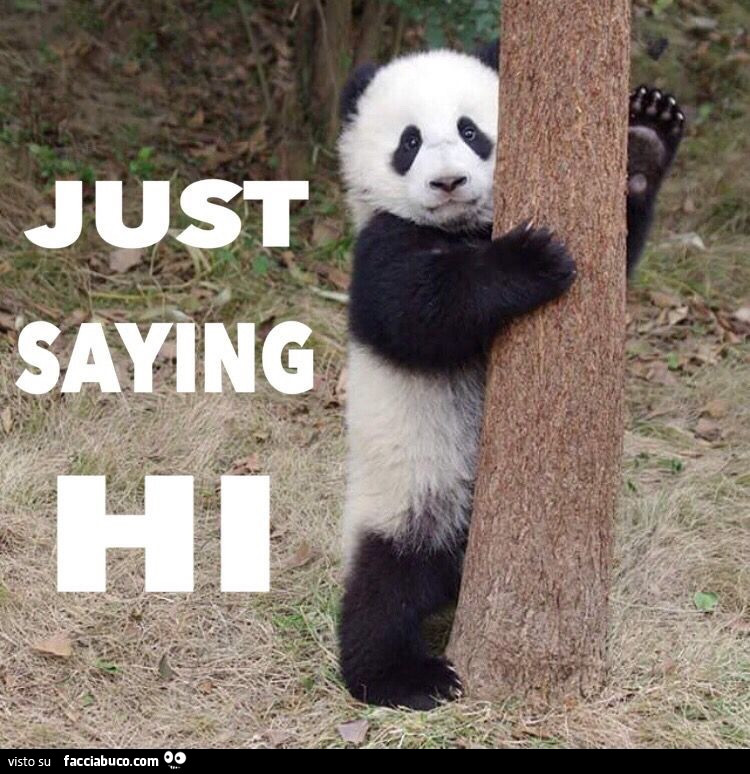 Panda. Just saying hi