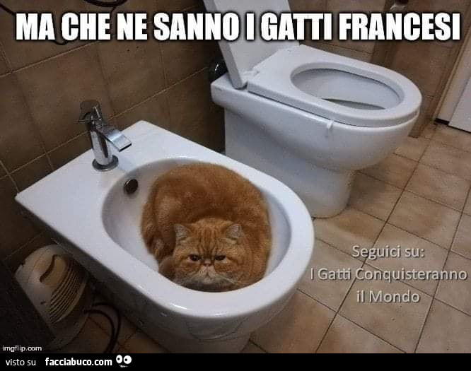 Ma che ne sanno i gatti francesi