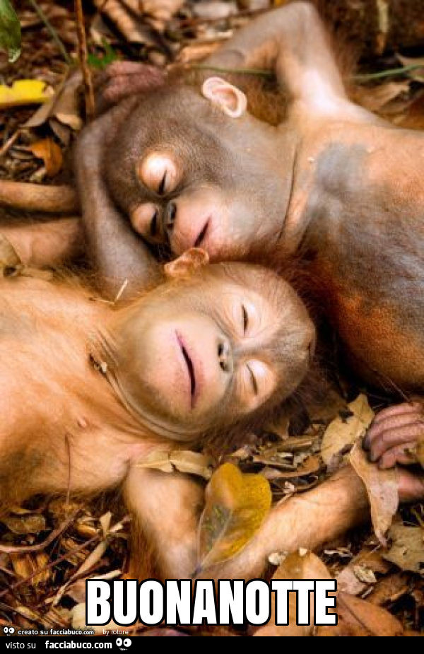 Buonanotte