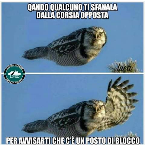Quando qualcuno ti sfanala dalla corsia opposta posto di blocco